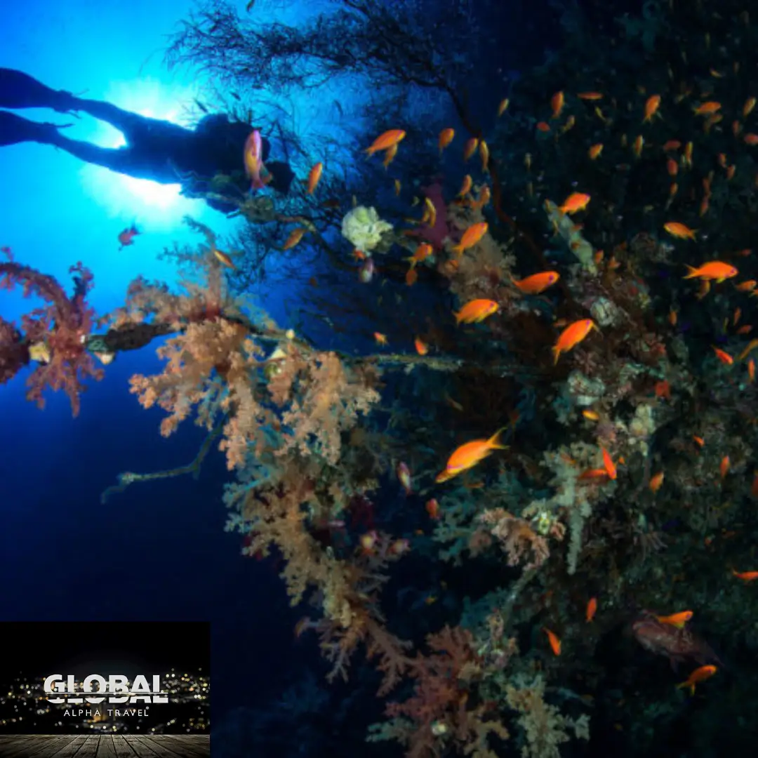mar rojo buceo